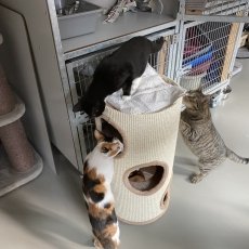 Mimis, poes, ong 6 maanden