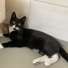 Mimis, poes, ong 6 maanden