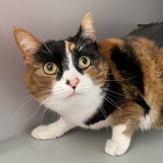 Mimsie, poes, 5 jaar