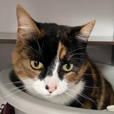 Mimsie, poes, 5 jaar