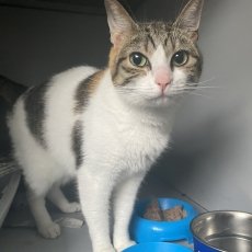 Minoeska, poes, 3 jaar