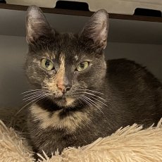 Mista en Pringles, poes, 4,5 - 6,5 jaar