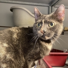 Mista en Pringles, poes, 4,5 - 6,5 jaar