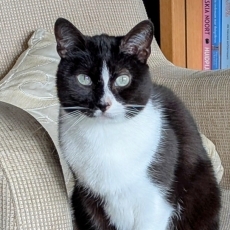 Mitch, kater, 7 jaar