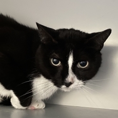 Mitch, kater, 7 jaar