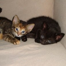 Moeshie en kittens, poes, 2 jaar