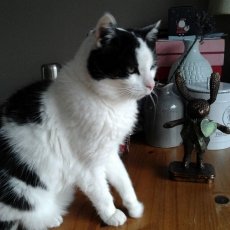Moesje, poes, 12 jaar