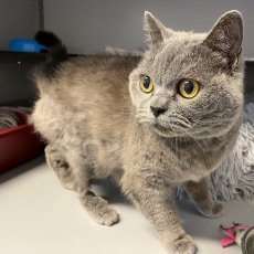 Moshi, poes, 3 jaar