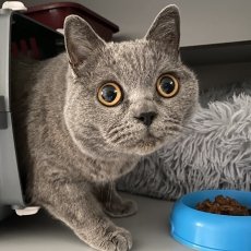 Moshi, poes, 3 jaar