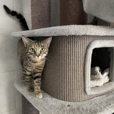 Nemir en Nadi, poes & kater, 11 mnd