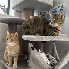 Nemir en Nadi, poes & kater, 11 mnd
