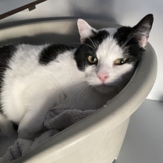 Nalala, poes, 6 jaar