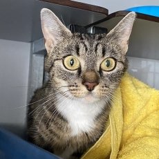 Namie, poes, 1,5 jaar