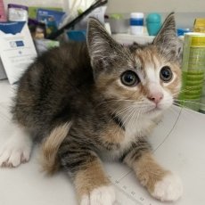 Kittens, poes & kater, 10 weken