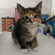 Kittens, poes & kater, 10 weken