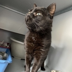Nathan, kater, 4,5 jaar