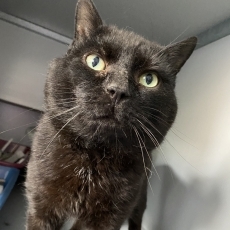 Nathan, kater, 4,5 jaar