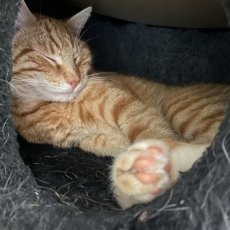 Nemir en Nadi, poes & kater, 11 mnd
