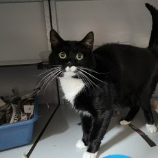 Neno en Sho, kater, 4 jaar