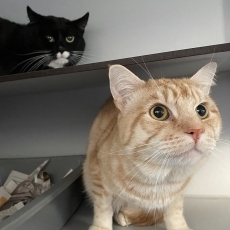Neno en Sho, kater, 4 jaar