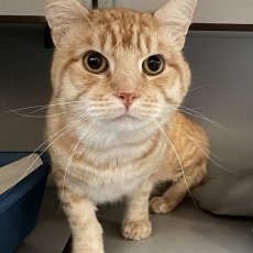 Neno en Sho, kater, 4 jaar
