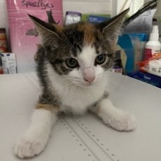 Kittens, poes & kater, 10 weken