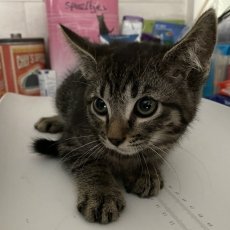 Kittens, poes & kater, 10 weken