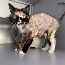 Nizza, poes, 3 jaar