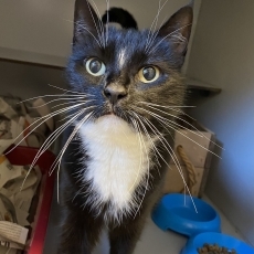 Noedel, poes, 9,5 jaar