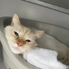 Noek, kater, 2,5 jaar