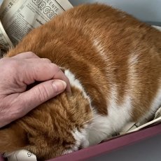 Noetie, kater, 12 jaar