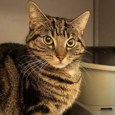 Obla, poes, 8 maanden