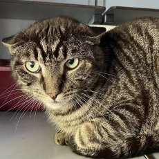Oempa, kater, 5 jaar