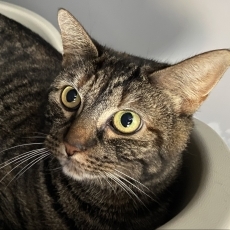 Ossya, poes, 