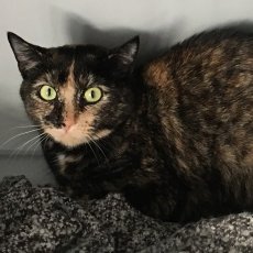 Pabloa, poes, 2,5 jaar