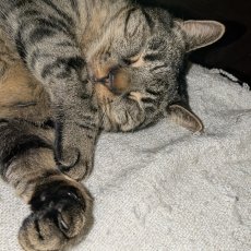 PabloC, kater, 9 jaar