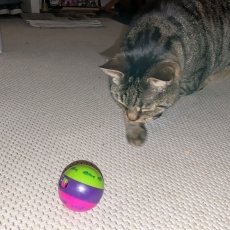 PabloC, kater, 9 jaar