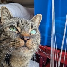 PabloC, kater, 9 jaar