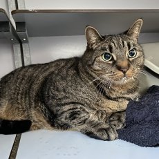 PabloC, kater, 9 jaar