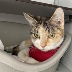 Paloma, poes, 3 jaar