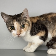 Paloma, poes, 3 jaar