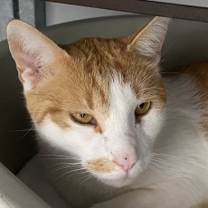 Paspa, kater, 2 jaar