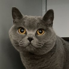 PattePoef, poes, 3 jaar