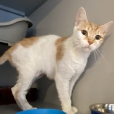 Peaches, poes, 3 jaar