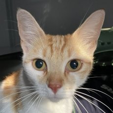 Peaches, poes, 3 jaar