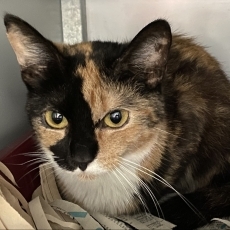 Perla, poes, 1 jaar