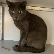 Pan en Peter, kater, 10 mnd