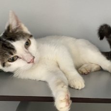 Pykje en Piertje, poes, ong 6 maanden