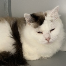Pipke, poes, 4 jaar