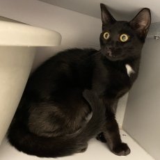 Pluto en Pippa, poes & kater, 4-5 maanden
